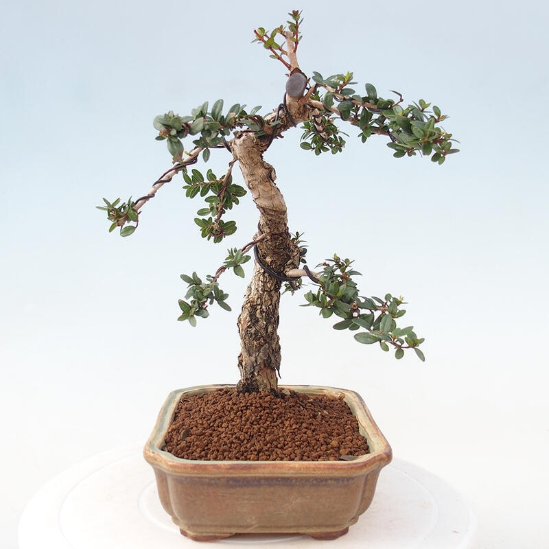 Szobai bonsai - Myrtus communis - Mirtus communis - Mirtusz