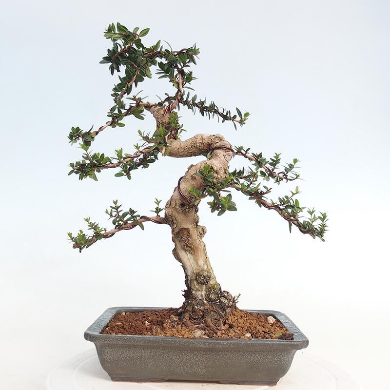 Szobai bonsai - Myrtus communis - Mirtus communis - Mirtusz