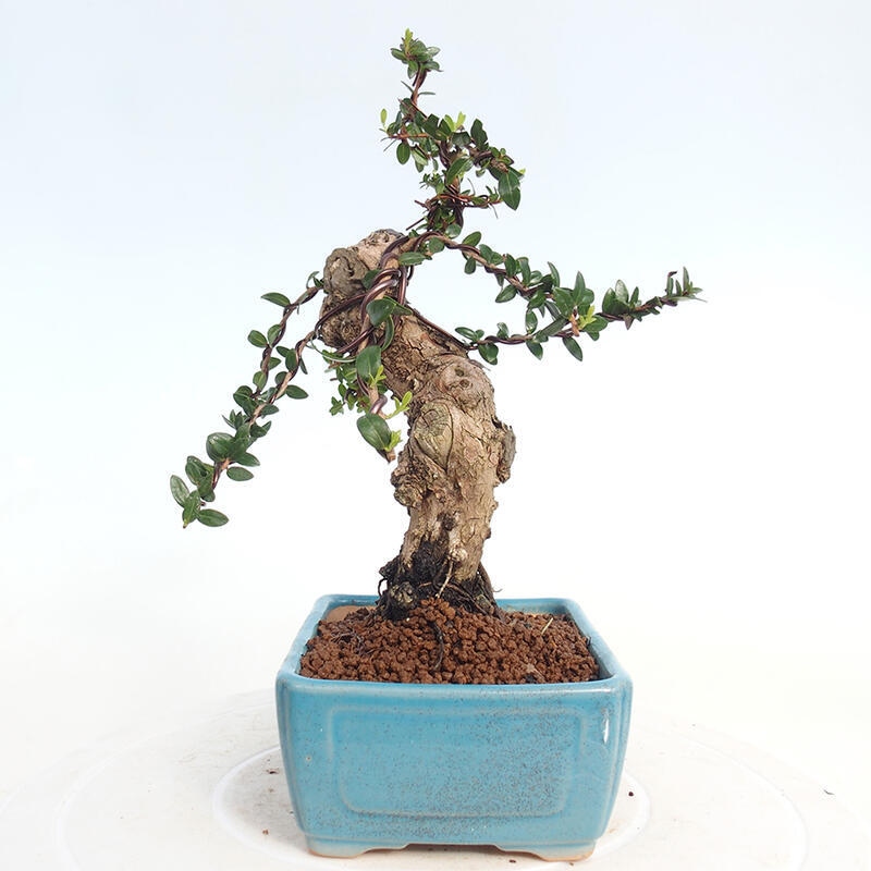 Szobai bonsai - Myrtus communis - Mirtus communis - Mirtusz
