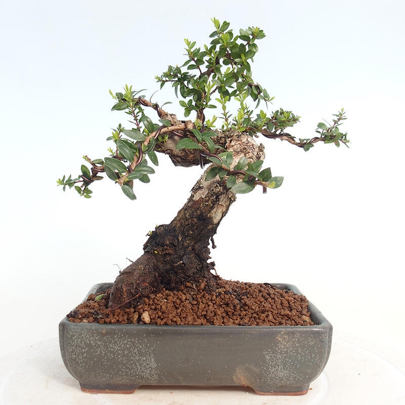Szobai bonsai - Myrtus communis - Mirtus communis - Mirtusz
