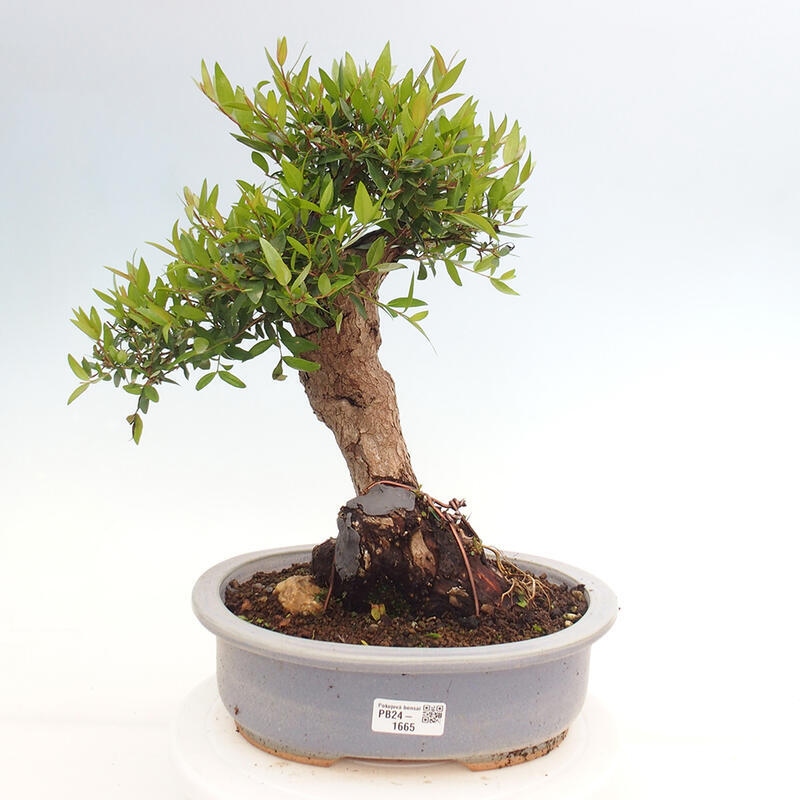 Szobai bonsai - Myrtus communis - Mirtus communis - Mirtusz