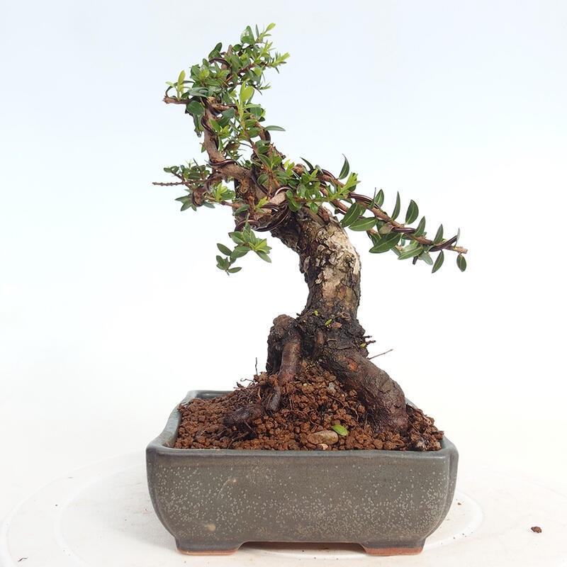 Szobai bonsai - Myrtus communis - Mirtus communis - Mirtusz
