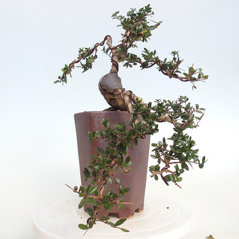 Szobai bonsai - Myrtus communis - Mirtus communis - Mirtusz