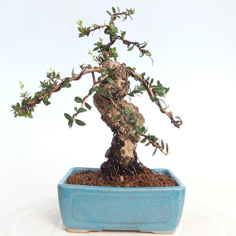 Szobai bonsai - Myrtus communis - Mirtus communis - Mirtusz
