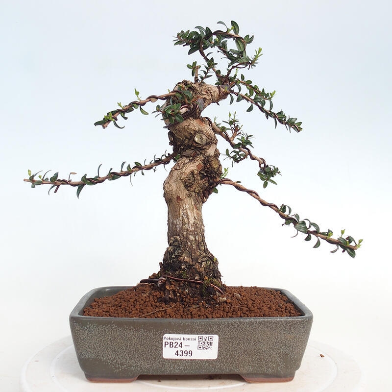 Szobai bonsai - Myrtus communis - Mirtus communis - Mirtusz