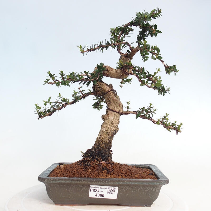 Szobai bonsai - Myrtus communis - Mirtus communis - Mirtusz