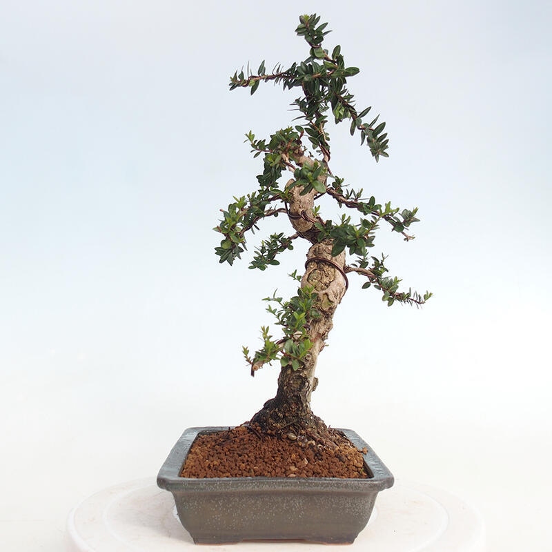 Szobai bonsai - Myrtus communis - Mirtus communis - Mirtusz