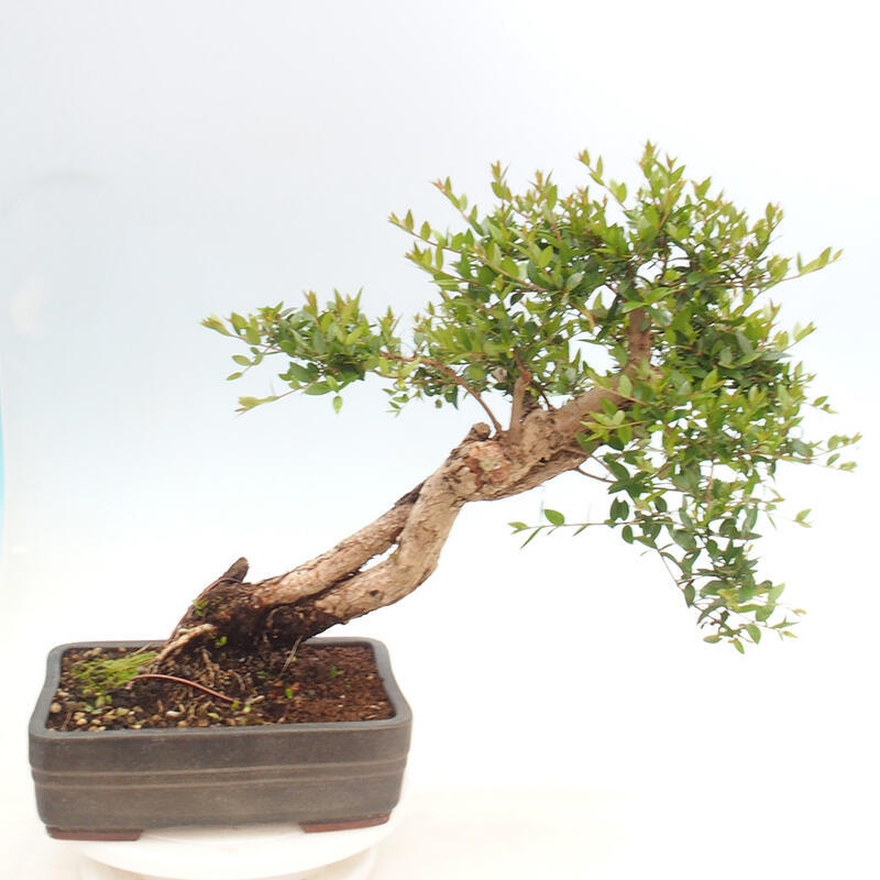 Szobai bonsai - Myrtus communis - Mirtus communis - Mirtusz
