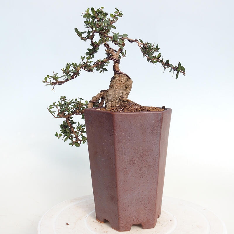 Szobai bonsai - Myrtus communis - Mirtus communis - Mirtusz