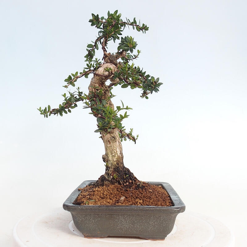 Szobai bonsai - Myrtus communis - Mirtus communis - Mirtusz