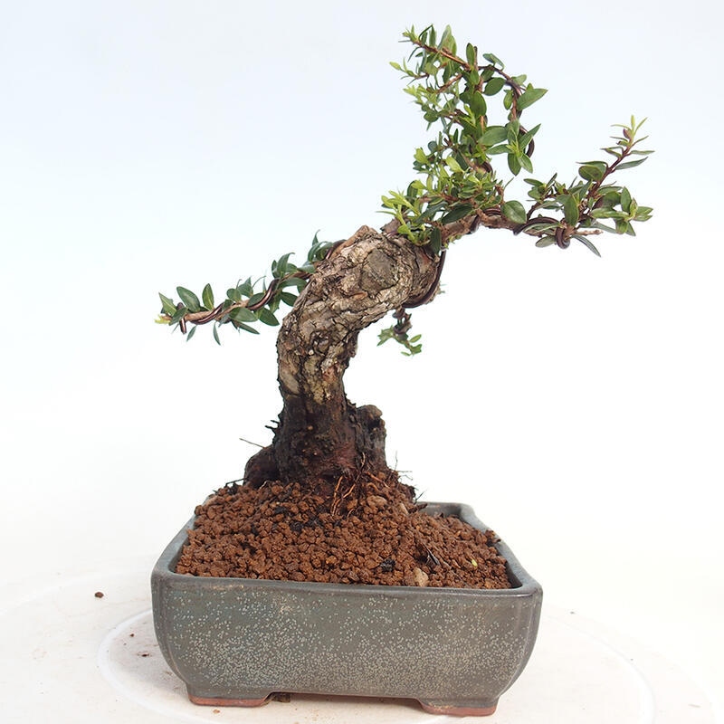 Szobai bonsai - Myrtus communis - Mirtus communis - Mirtusz