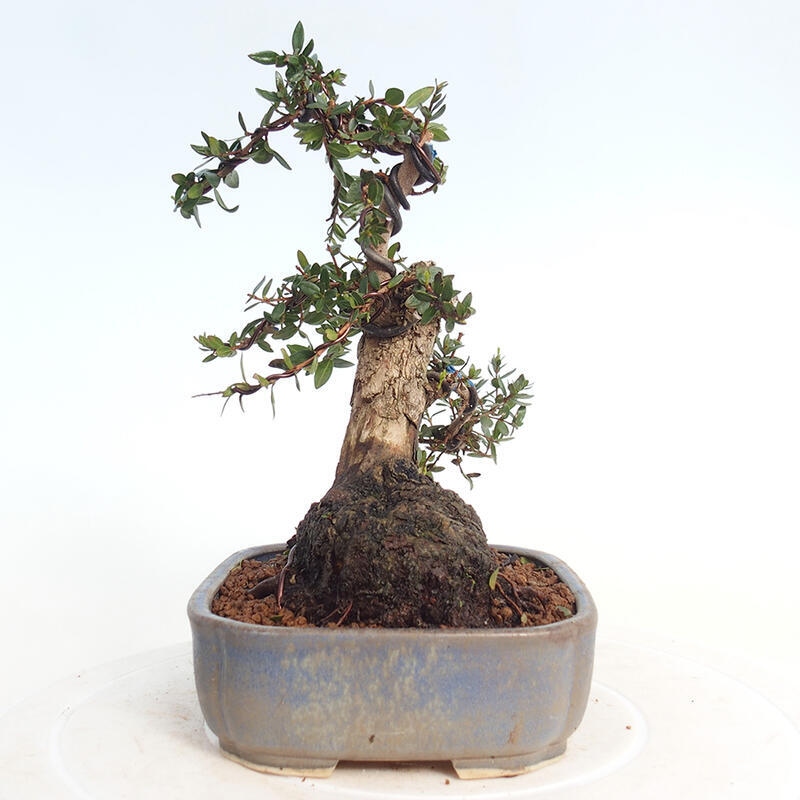 Szobai bonsai - Myrtus communis - Mirtus communis - Mirtusz