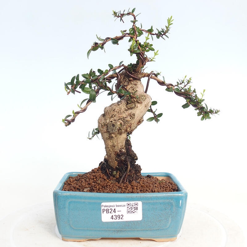 Szobai bonsai - Myrtus communis - Mirtus communis - Mirtusz