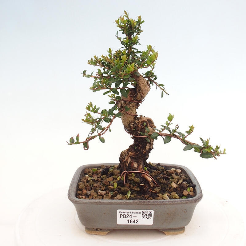 Szobai bonsai - Myrtus communis - Mirtus communis - Mirtusz