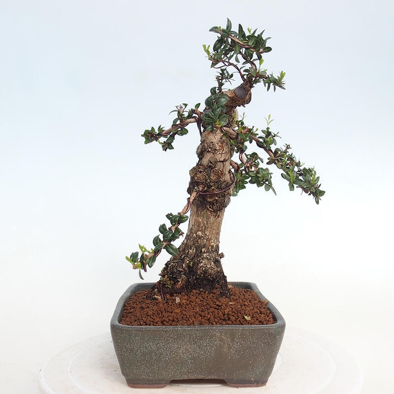 Szobai bonsai - Myrtus communis - Mirtus communis - Mirtusz