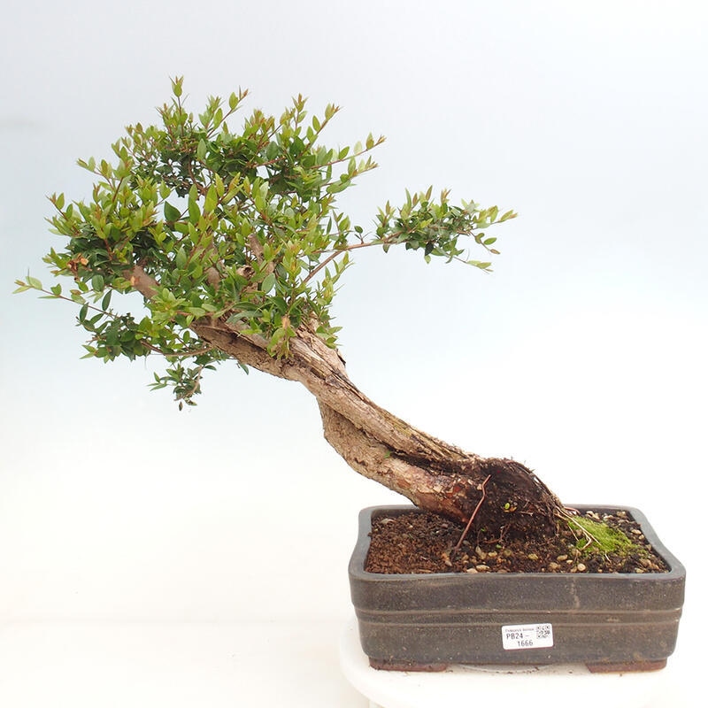 Szobai bonsai - Myrtus communis - Mirtus communis - Mirtusz
