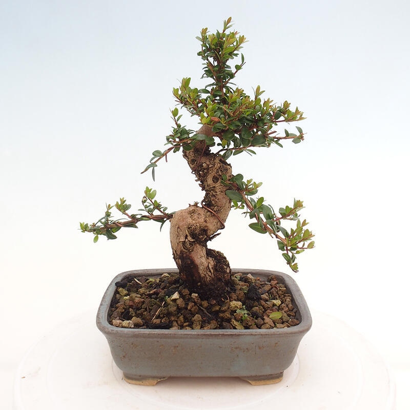 Szobai bonsai - Myrtus communis - Mirtus communis - Mirtusz
