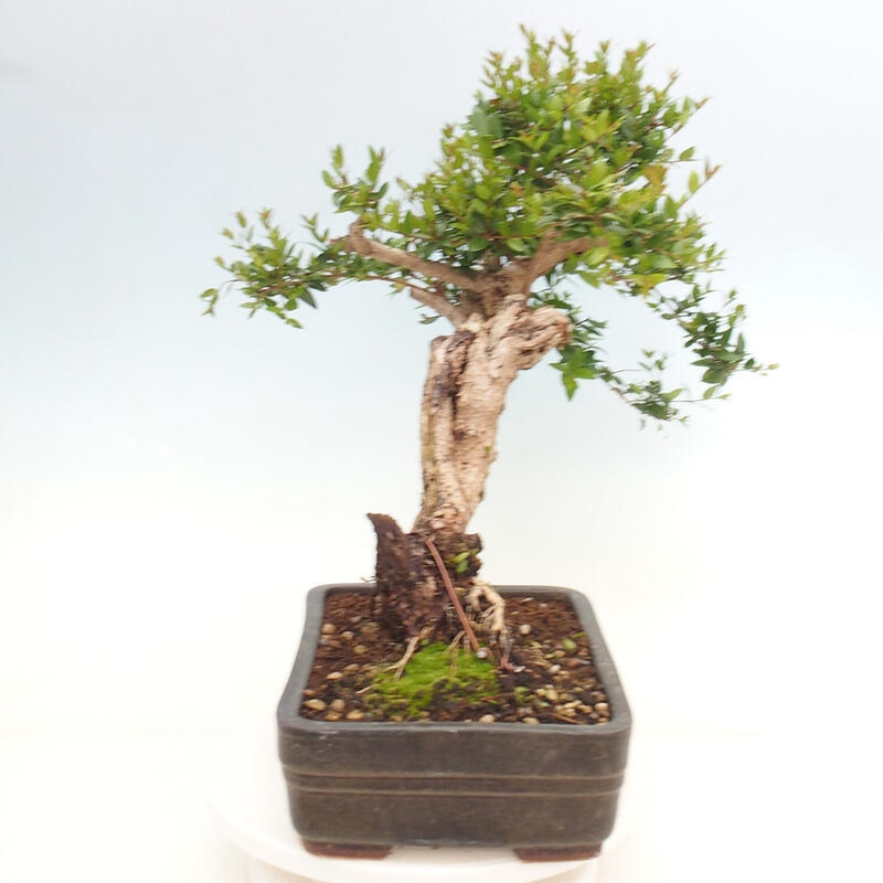 Szobai bonsai - Myrtus communis - Mirtus communis - Mirtusz