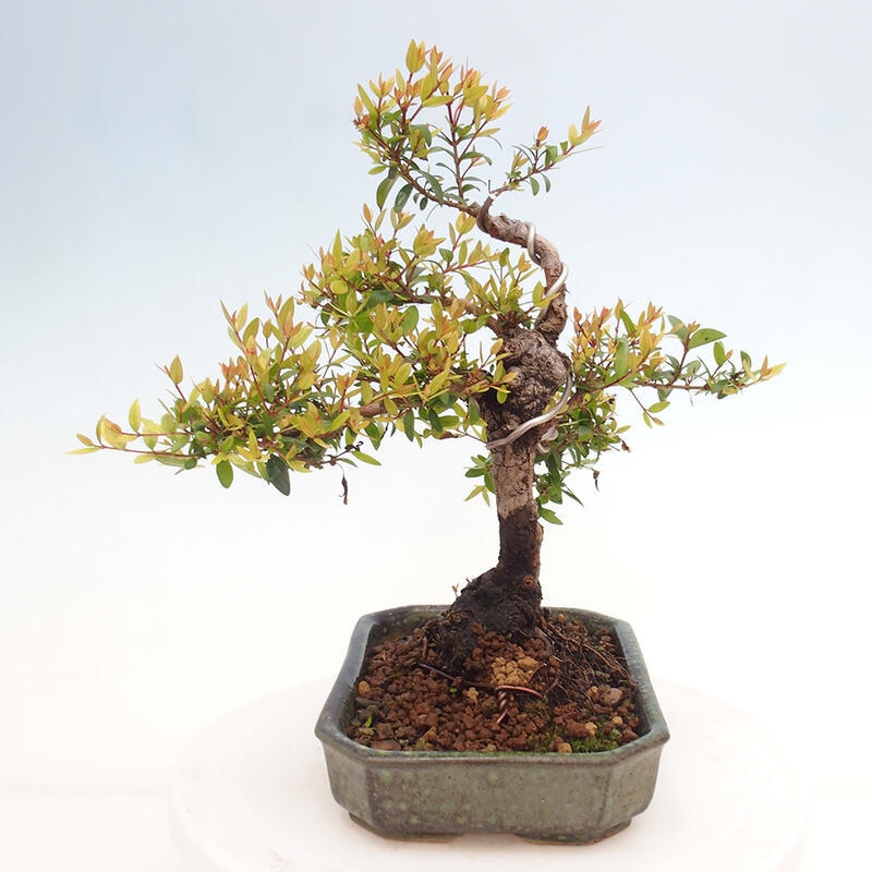 Szobai bonsai - Myrtus communis - Mirtus communis - Mirtusz