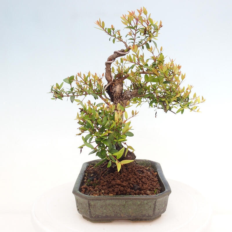 Szobai bonsai - Myrtus communis - Mirtus communis - Mirtusz
