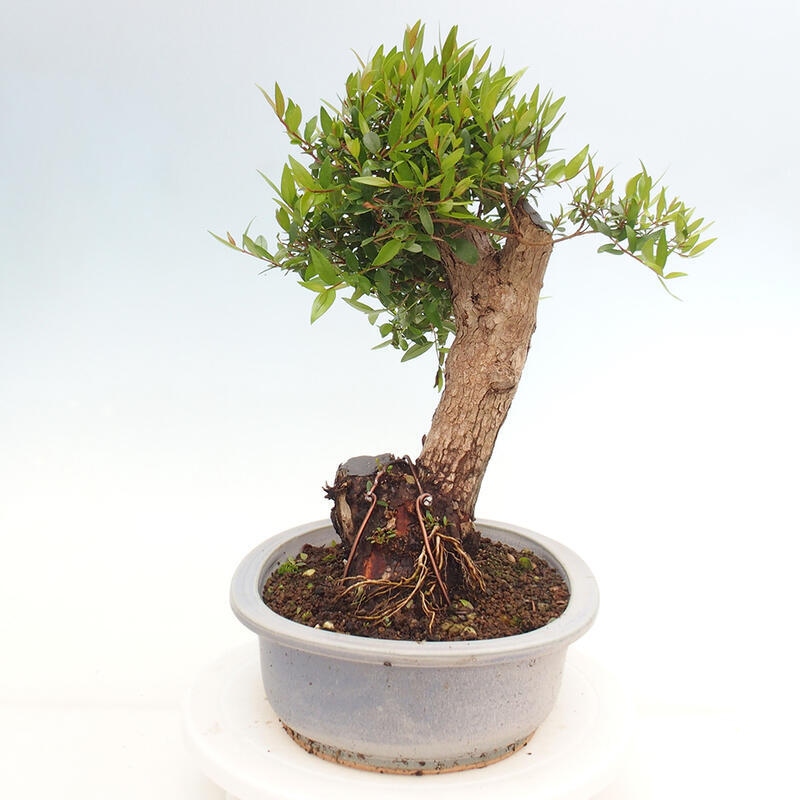 Szobai bonsai - Myrtus communis - Mirtus communis - Mirtusz