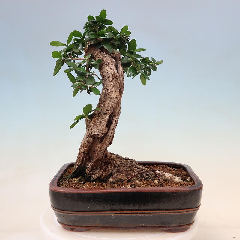Beltéri bonsai - Olea europaea sylvestris