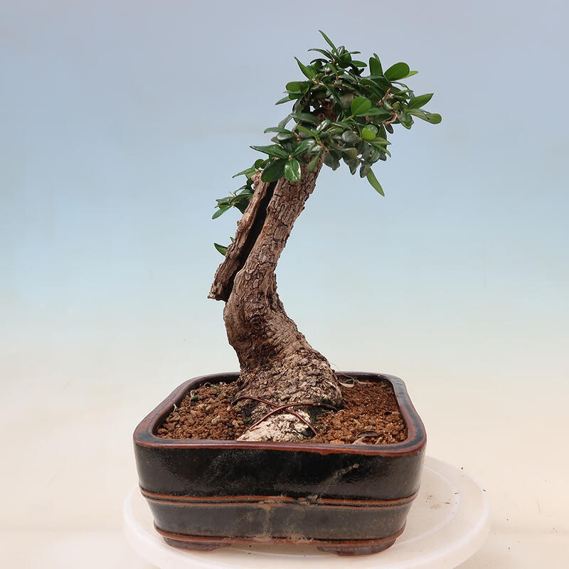 Beltéri bonsai - Olea europaea sylvestris