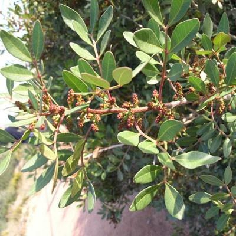 Szobabonsai – Pistacia Lentiscus – pisztácia