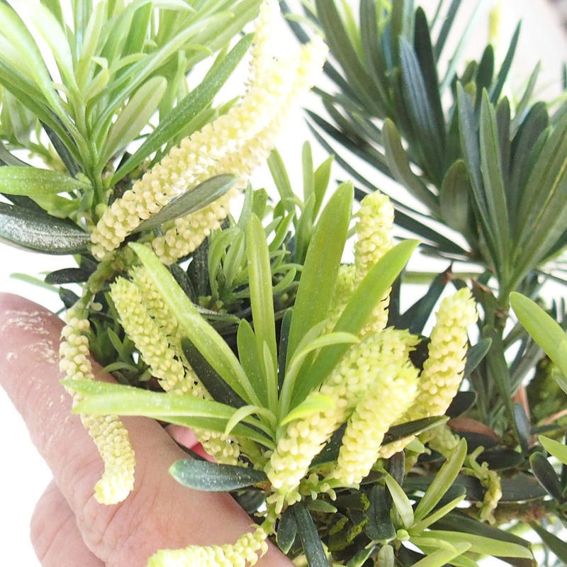 Szobai bonsai - Podocarpus - Kőtiszafa