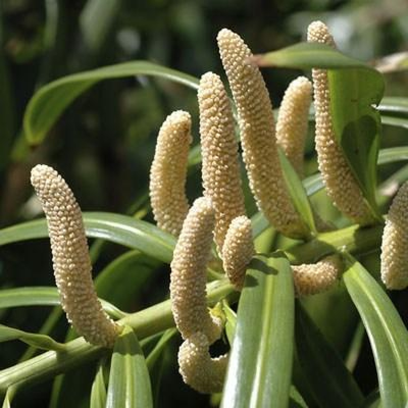 Szobai bonsai - Podocarpus - Kőtiszafa