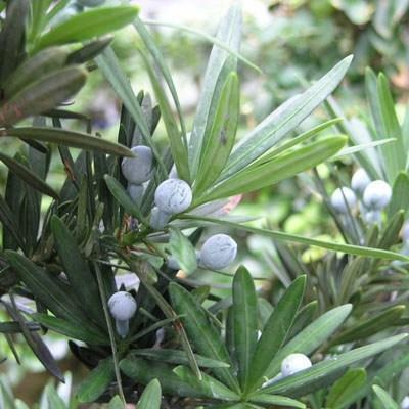 Szobai bonsai - Podocarpus - Kőtiszafa