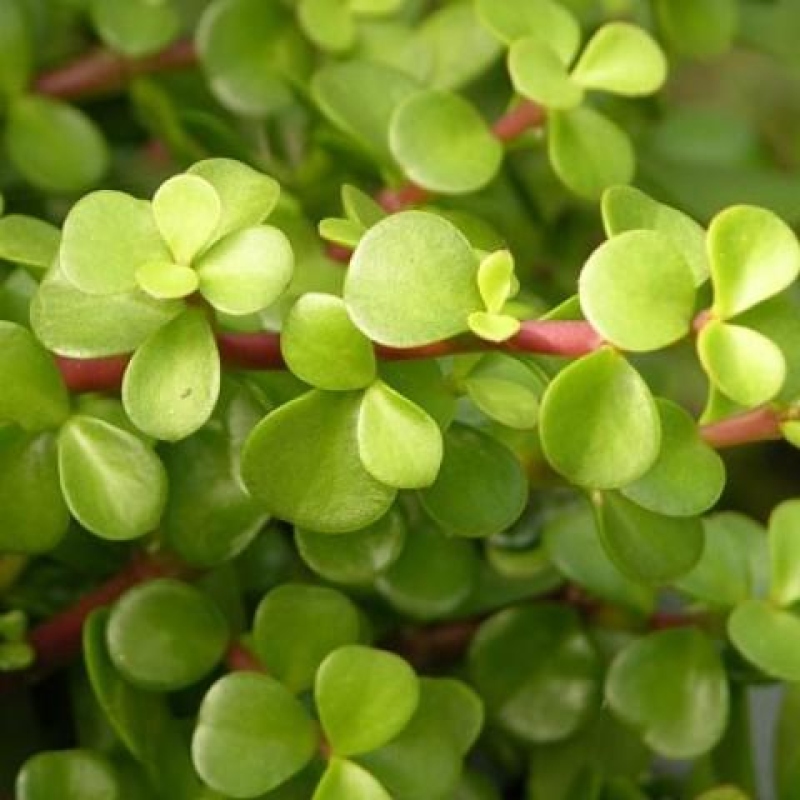 Szoba bonsai - Portulakaria Afra - Tlustice