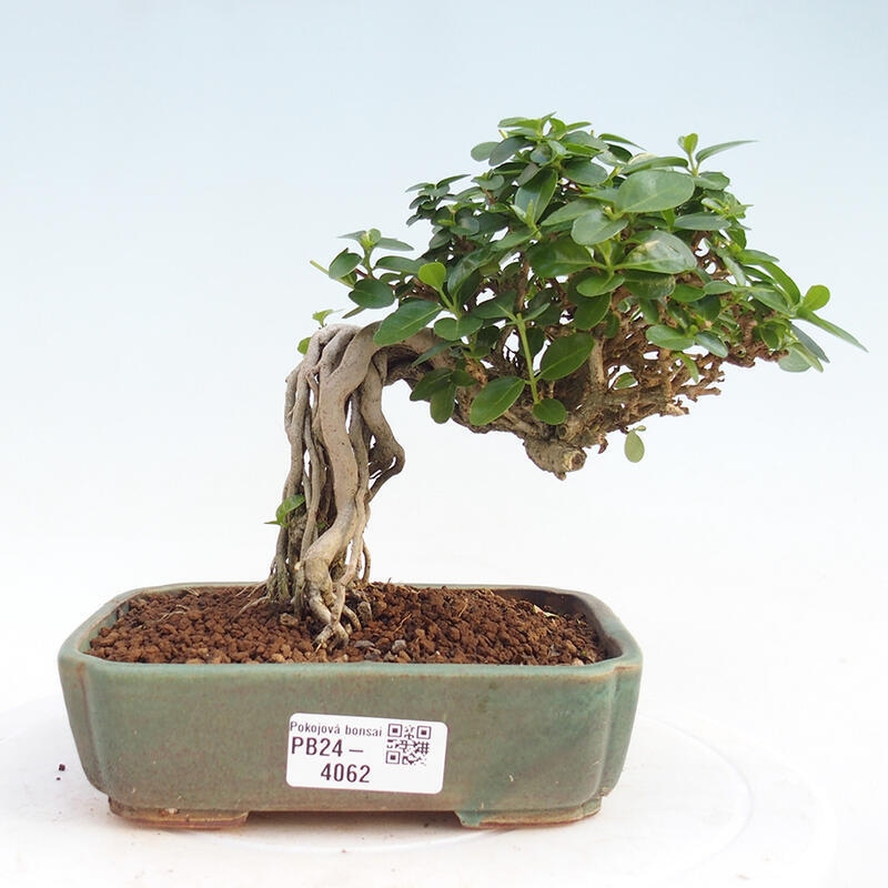 Beltéri bonsai - Premna serratifolia - Kozlovna malolista