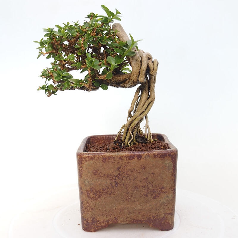 Beltéri bonsai - Premna serratifolia - Kozlovna malolista