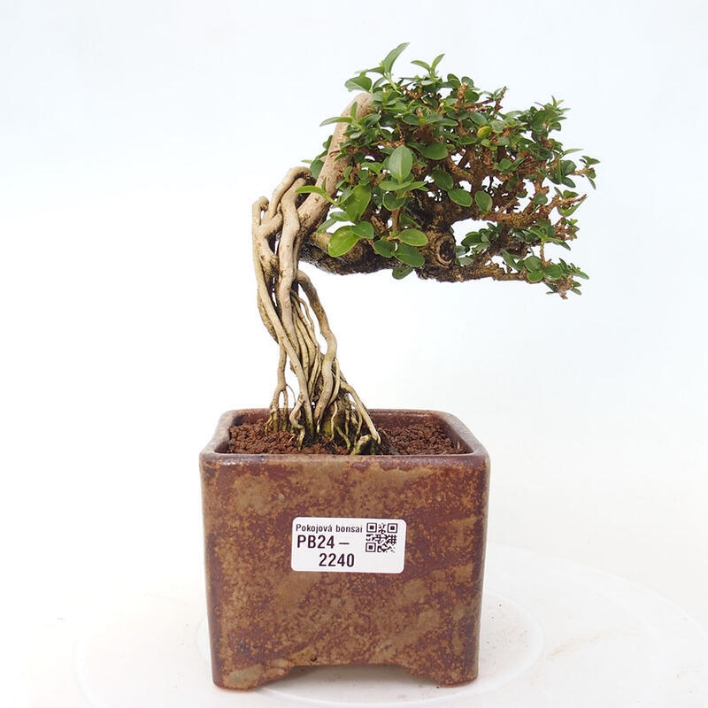 Beltéri bonsai - Premna serratifolia - Kozlovna malolista