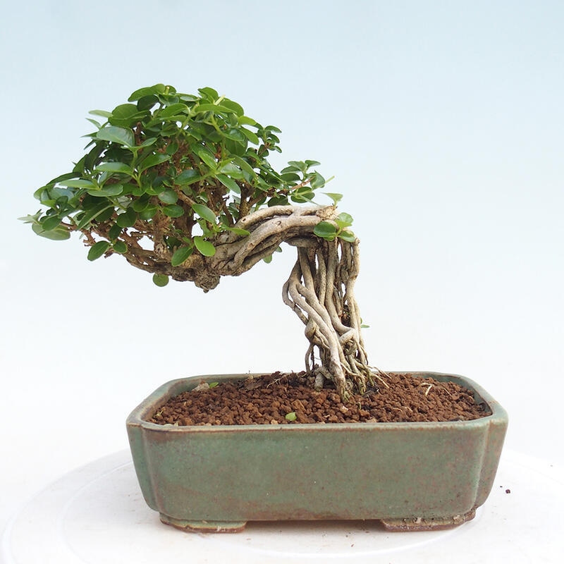 Beltéri bonsai - Premna serratifolia - Kozlovna malolista