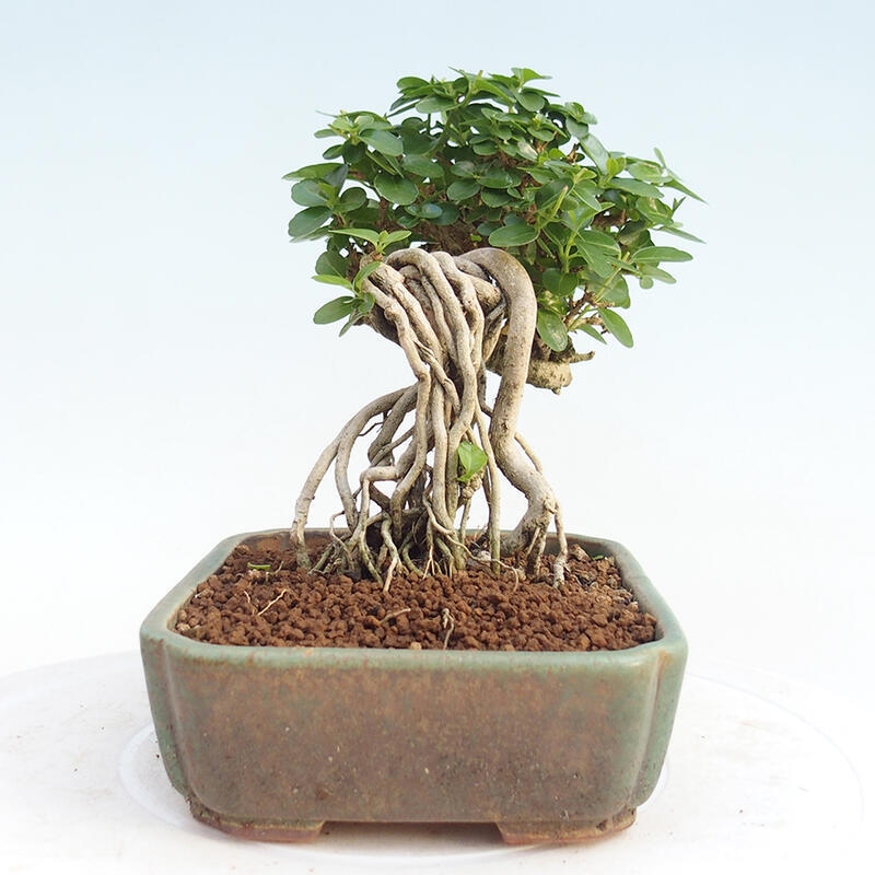Beltéri bonsai - Premna serratifolia - Kozlovna malolista