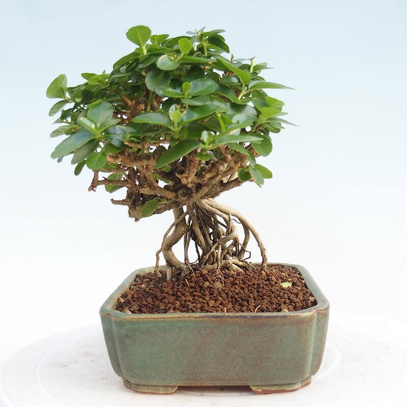 Beltéri bonsai - Premna serratifolia - Kozlovna malolista