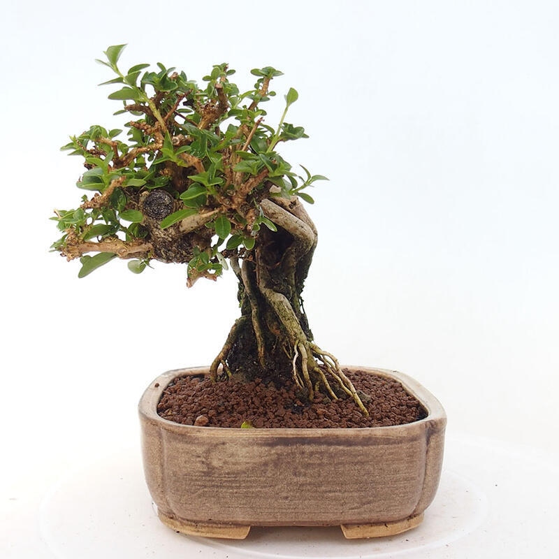 Beltéri bonsai - Premna serratifolia - Kozlovna malolista