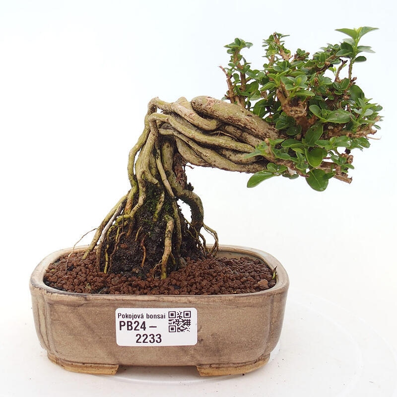 Beltéri bonsai - Premna serratifolia - Kozlovna malolista