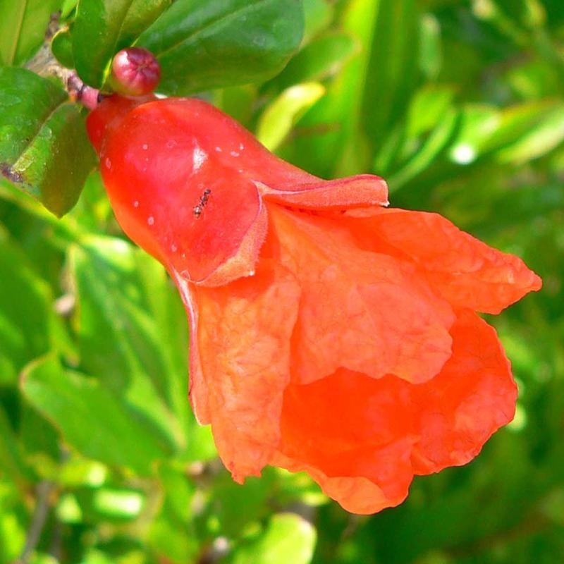 Szobai bonsai-PUNICA granatum nana-gránátalma
