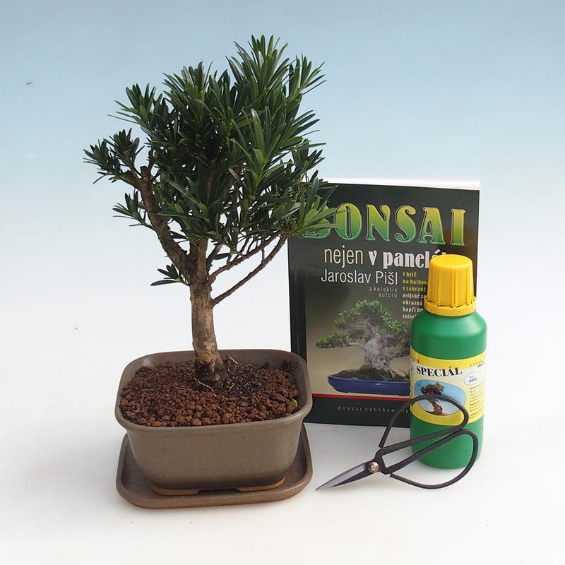 Szoba bonsai készlet