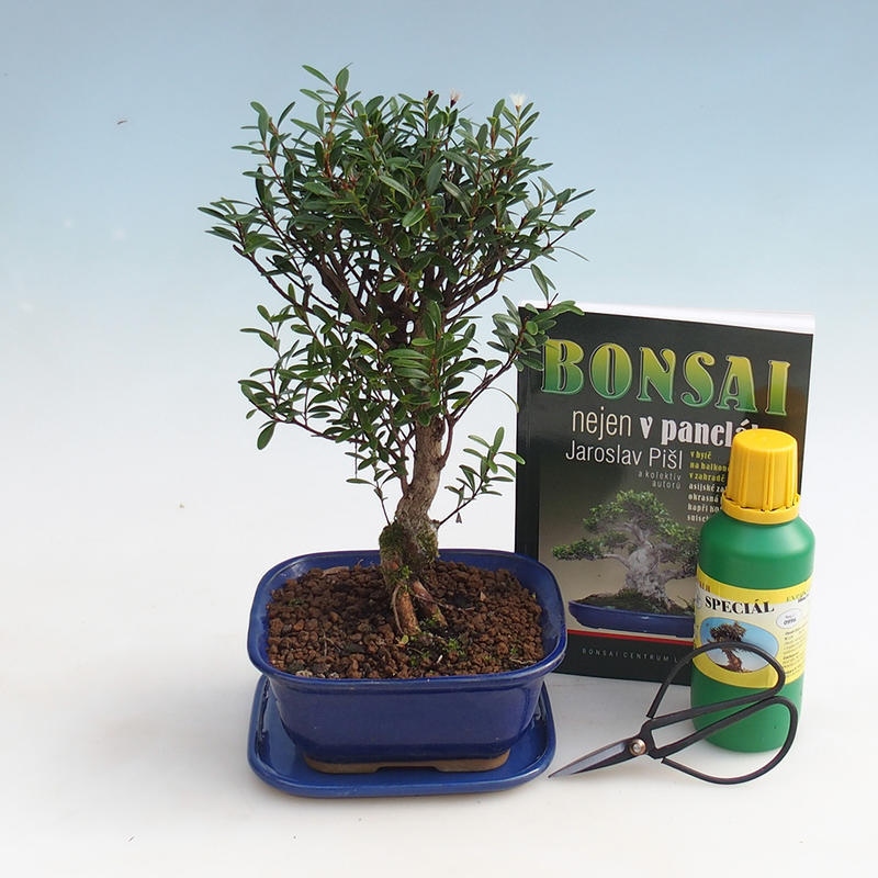 Szoba bonsai készlet