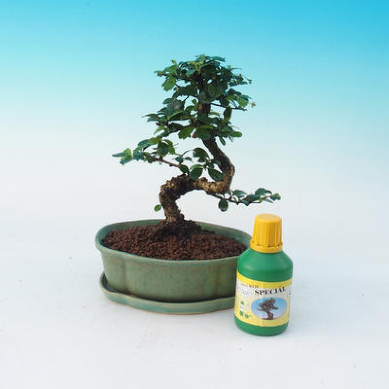 Szoba bonsai készlet
