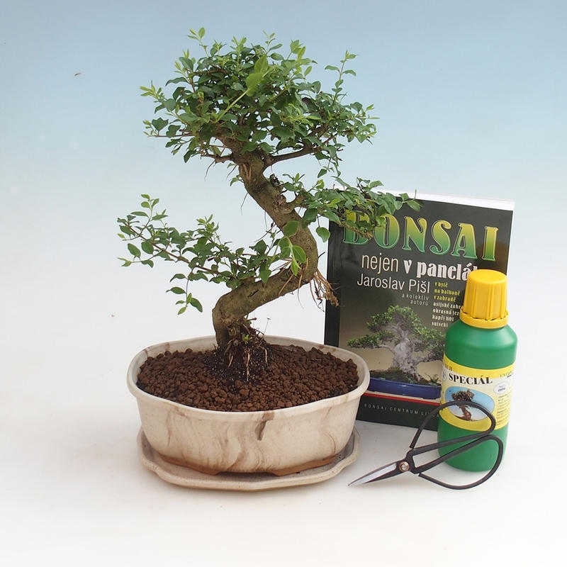 Szoba bonsai készlet