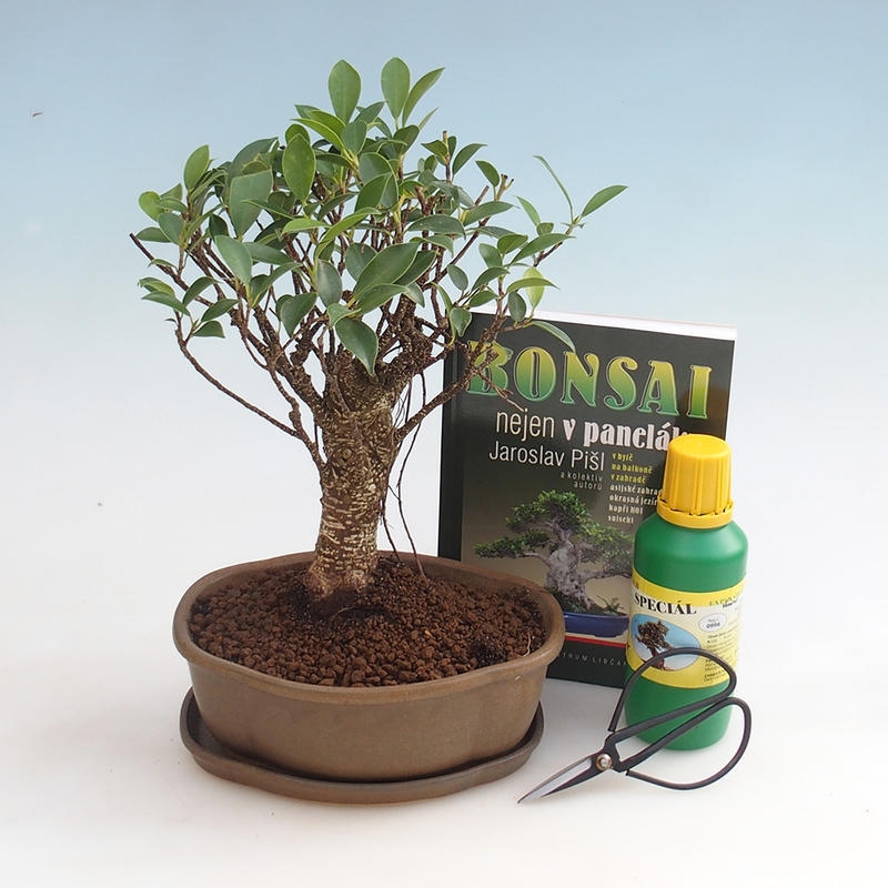 Szoba bonsai készlet