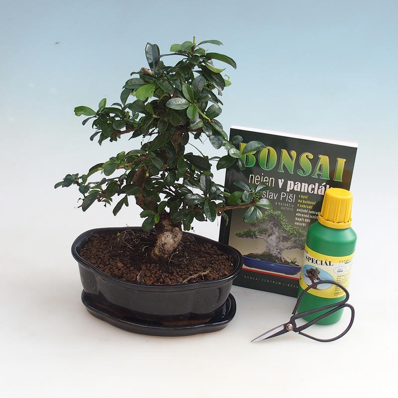 Szoba bonsai készlet