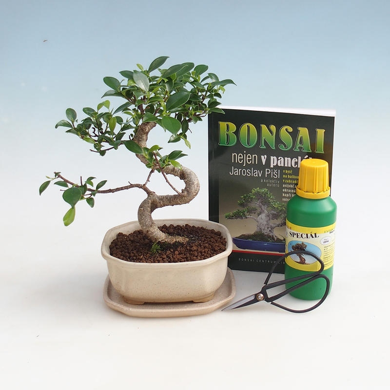 Szoba bonsai készlet