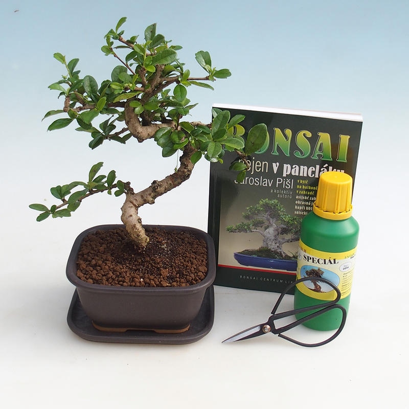 Szoba bonsai készlet