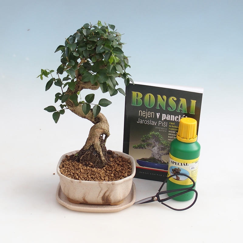 Szoba bonsai készlet
